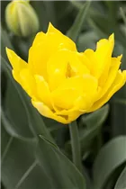  - Tulipa 'Monte Carlo'