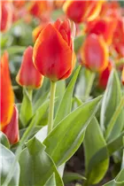  - Tulipa greigii 'Treasure'