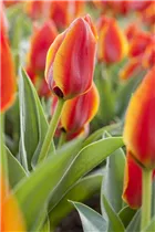 - Tulipa greigii 'Treasure'