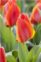  - Tulipa greigii 'Treasure'