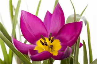 Blumenzwiebeln - Tulpen pulchella Persian Pearl x10