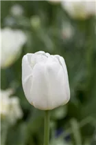  - Tulipa multiflora 'Weiße Berliner'