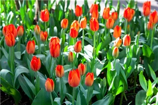 - Tulipa 'Orange Balloon'