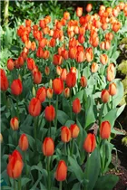  - Tulipa 'Orange Balloon'