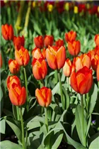  - Tulipa 'Orange Balloon'