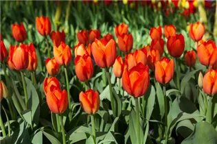  - Tulipa 'Orange Balloon'