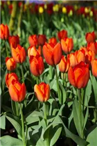  - Tulipa 'Orange Balloon'