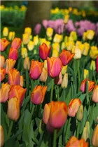  - Tulipa 'Orange Dynasty'