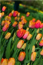  - Tulipa 'Orange Dynasty'