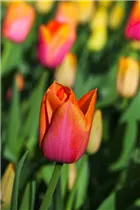  - Tulipa 'Orange Dynasty'