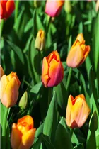  - Tulipa 'Orange Dynasty'