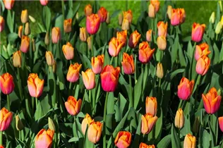 - Tulipa 'Orange Dynasty'