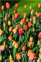  - Tulipa 'Orange Dynasty'