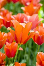  - Tulipa 'Orange van Eijk'