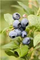  - Vaccinium corymbosum 'Aino'®