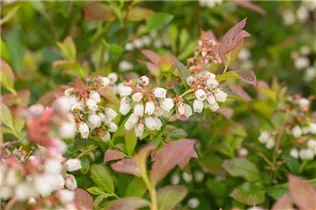  - Vaccinium corymbosum 'Aino'®
