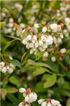  - Vaccinium corymbosum 'Aino'®