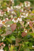  - Vaccinium corymbosum 'Aino'®