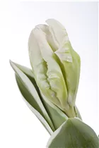  - Tulipa Parrot