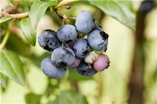  - Vaccinium corymbosum 'Stanley'