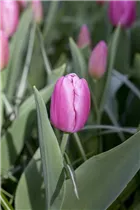  - Tulipa 'Pink Flag'
