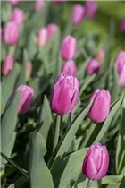  - Tulipa 'Pink Flag'