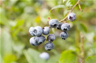  - Vaccinium corymbosum 'Blue Sapphire'®