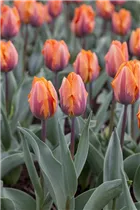  - Tulipa 'Prinses Irene'