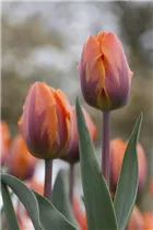  - Tulipa 'Prinses Irene'