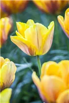  - Tulipa 'Prinses Irene'