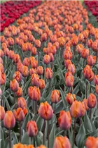  - Tulipa 'Prinses Irene'