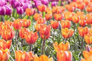  - Tulipa 'Prinses Irene'