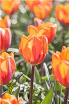  - Tulipa 'Prinses Irene'