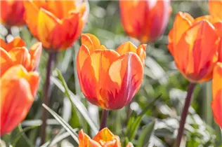  - Tulipa 'Prinses Irene'
