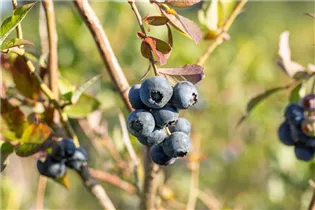  - Vaccinium corymbosum 'Bluecrop'