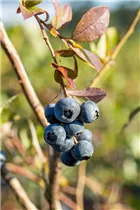  - Vaccinium corymbosum 'Bluecrop'