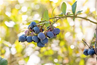  - Vaccinium corymbosum 'Bluecrop'
