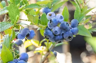  - Vaccinium corymbosum 'Bluecrop'