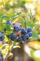  - Vaccinium corymbosum 'Bluecrop'
