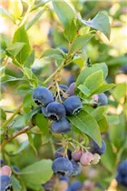  - Vaccinium corymbosum 'Bluecrop'