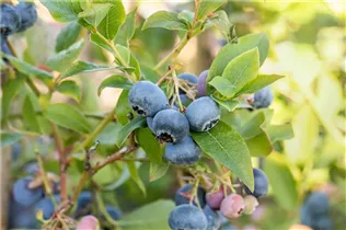  - Vaccinium corymbosum 'Bluecrop'