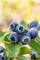  - Vaccinium corymbosum 'Bluecrop'