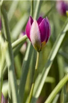Blumenzwiebeln - Tulpen pulchella Persian Pearl x10