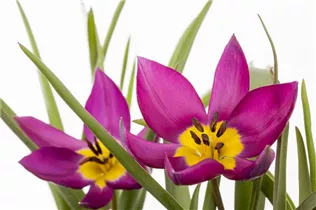 Blumenzwiebeln - Tulpen pulchella Persian Pearl x10