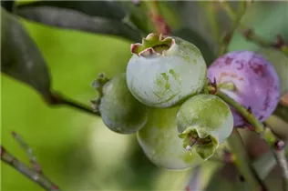  - Vaccinium corymbosum 'Bluegold'