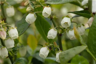  - Vaccinium corymbosum 'Bluegold'
