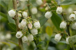  - Vaccinium corymbosum 'Bluegold'