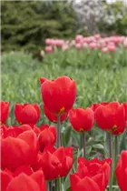  - Tulipa 'Red Flair'