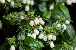  - Vaccinium corymbosum 'BrazelBerry® Jelly Bean'