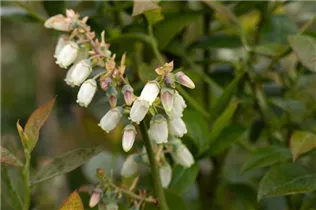 - Vaccinium corymbosum 'Brigitta'  - Vaccinium corymbosum 'Brigitta'